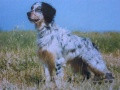 Setter Anglais FRENK DEL DIANELLA Setter Anglais FRENK DEL DIANELLA